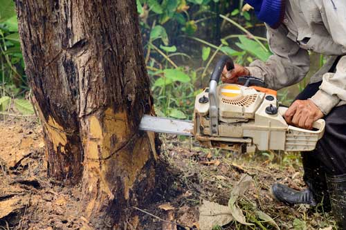 man removing tree with chain saw