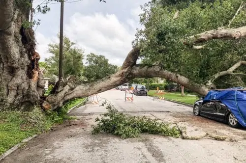 A damaged tree from hurricane