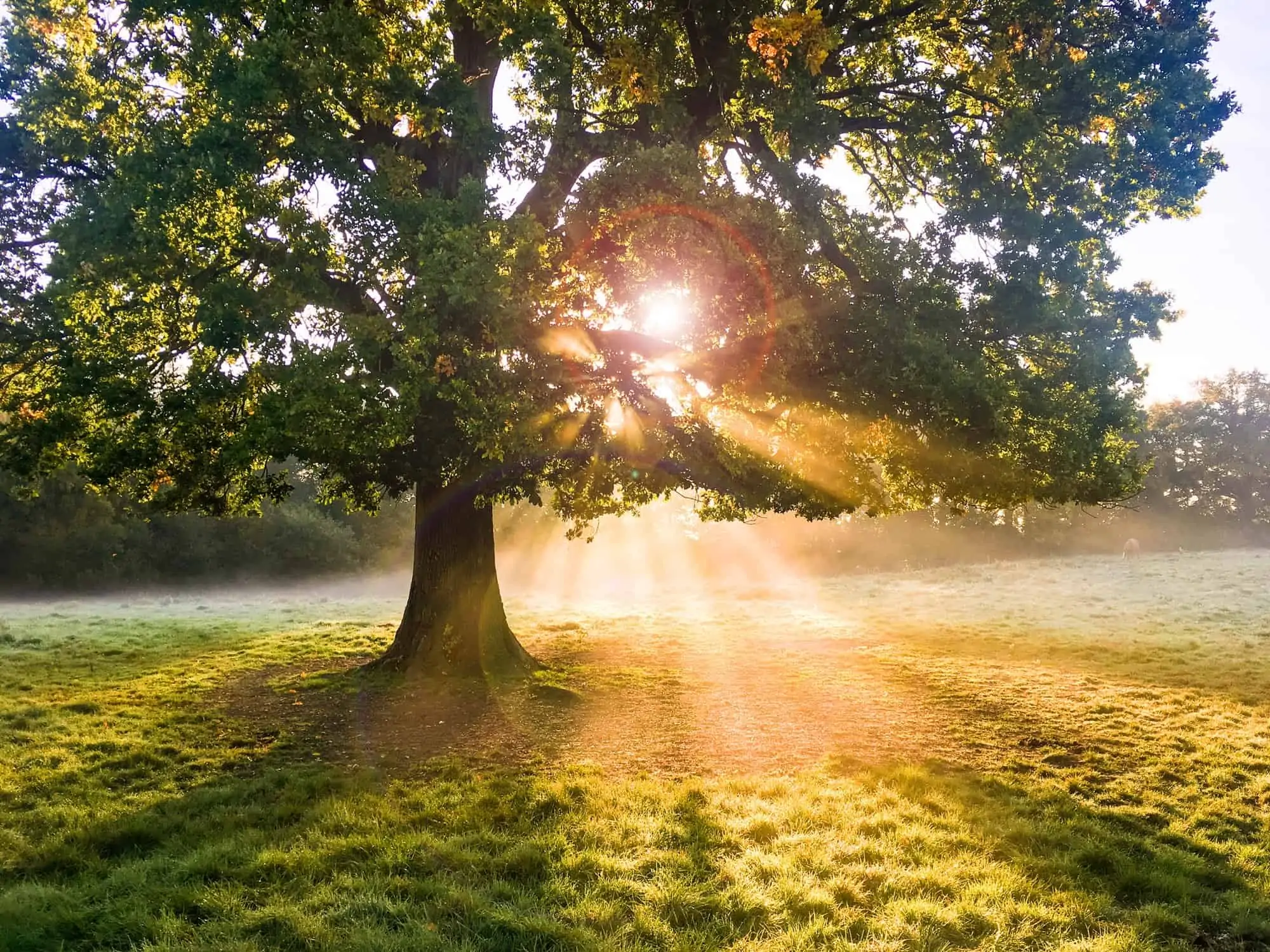 Sunrise behind a mighty oak tree