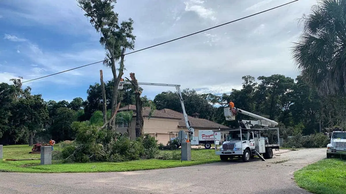 tree service company in tampa