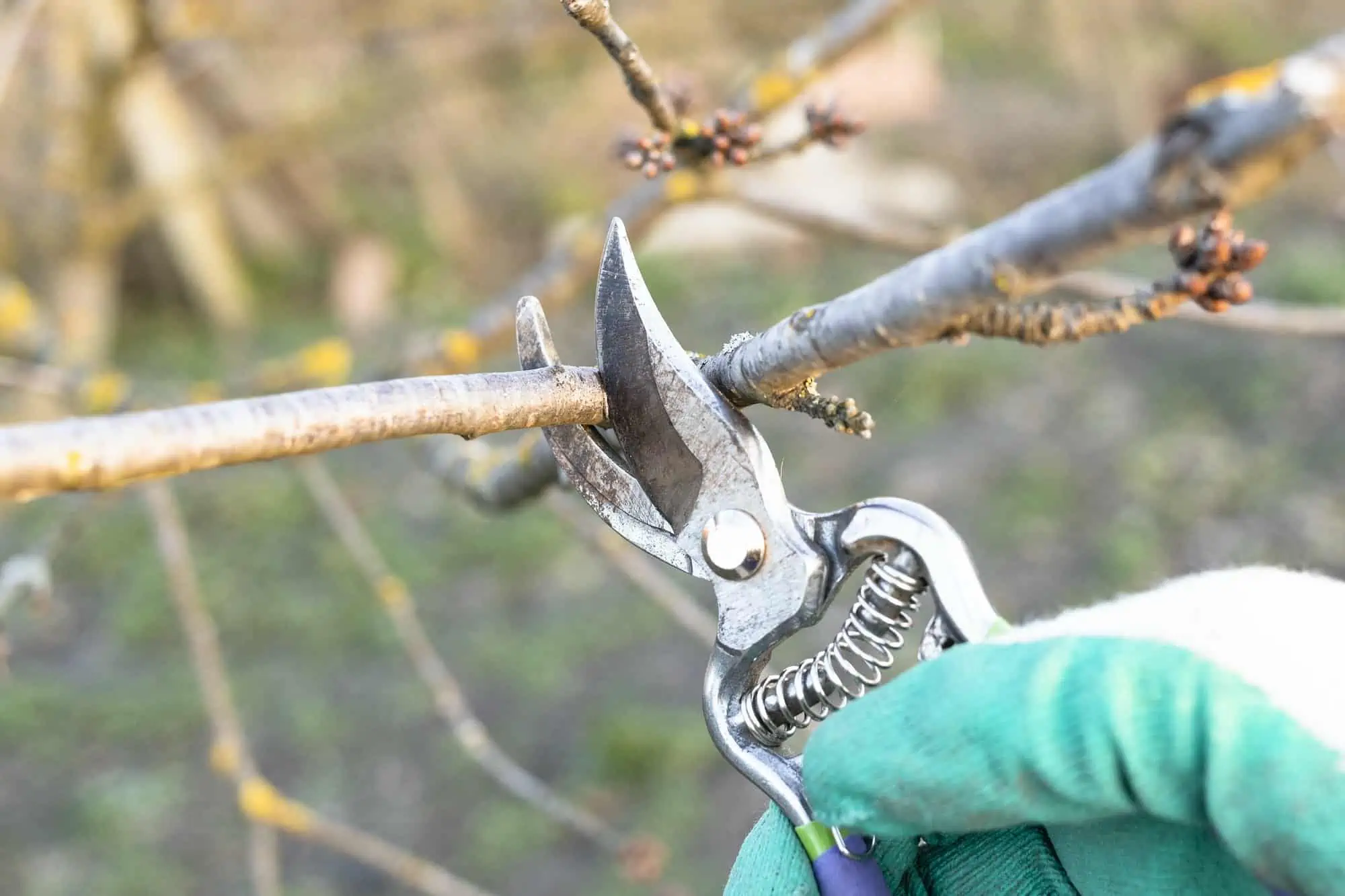 pruning twig of fruit tree with secateurs close up