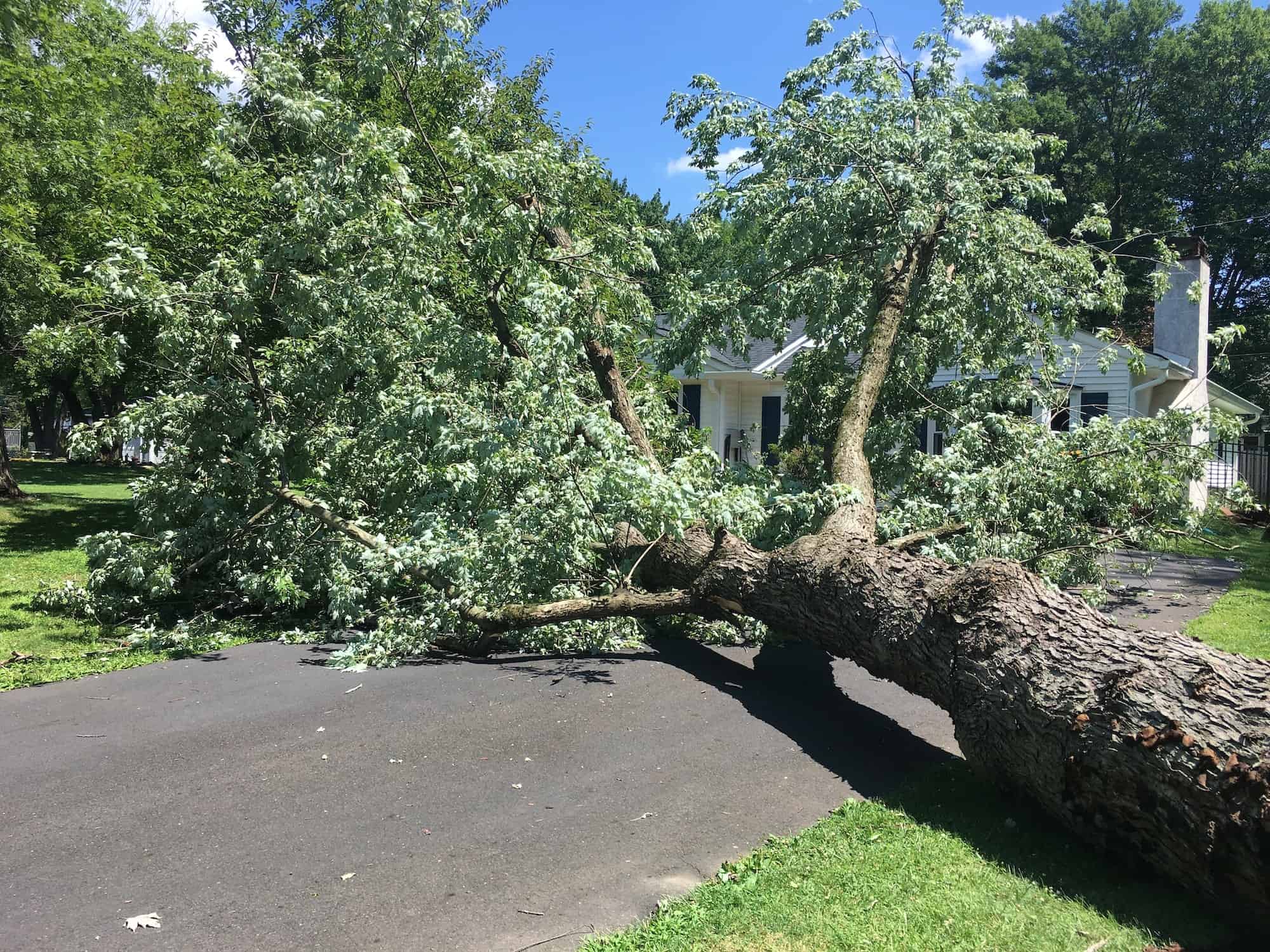 Tree that had fallen in driveway of home