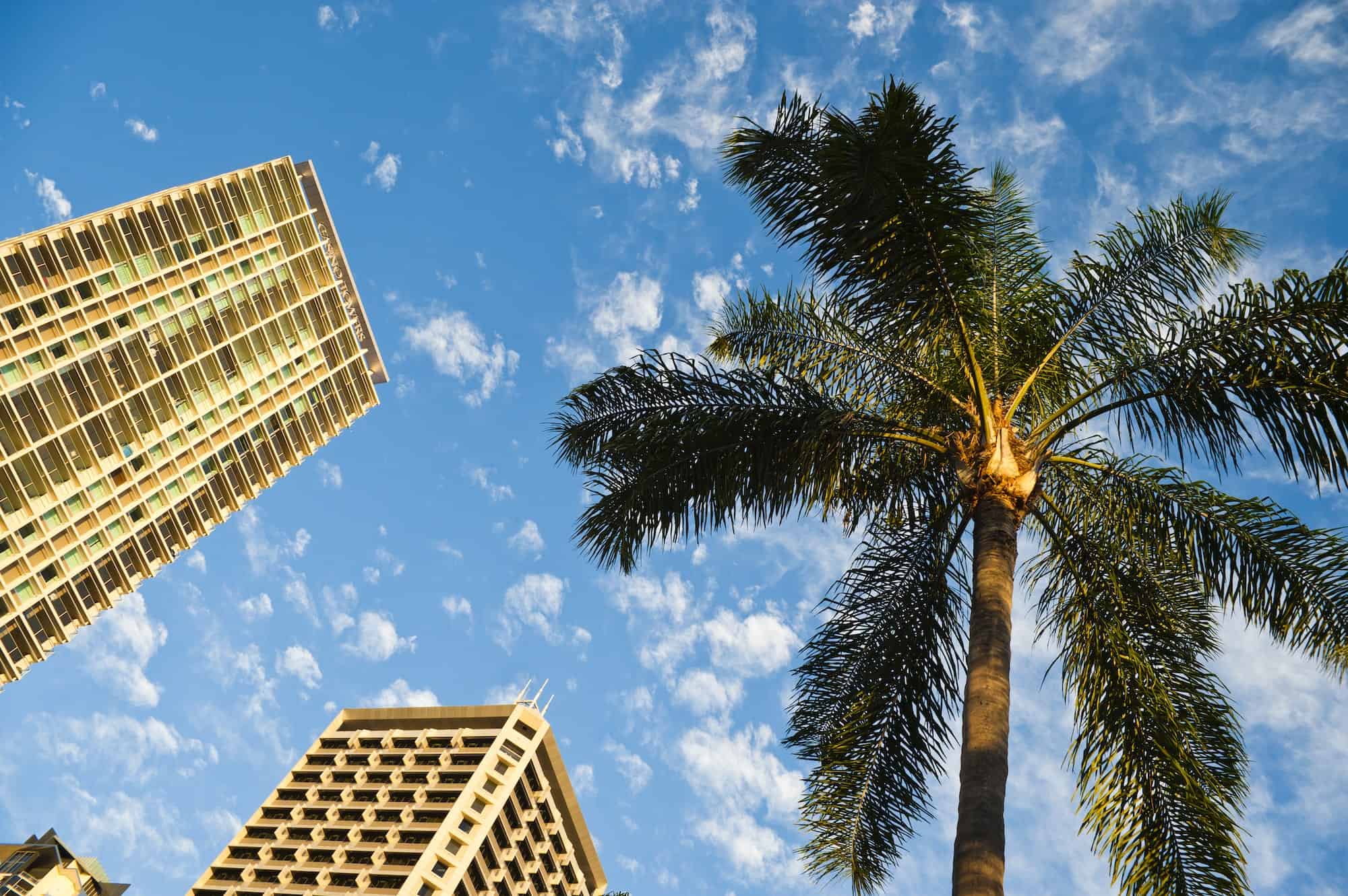 Palm Tree, Office Buildings and Blue Sky in Brisbane, Queensland, Australia