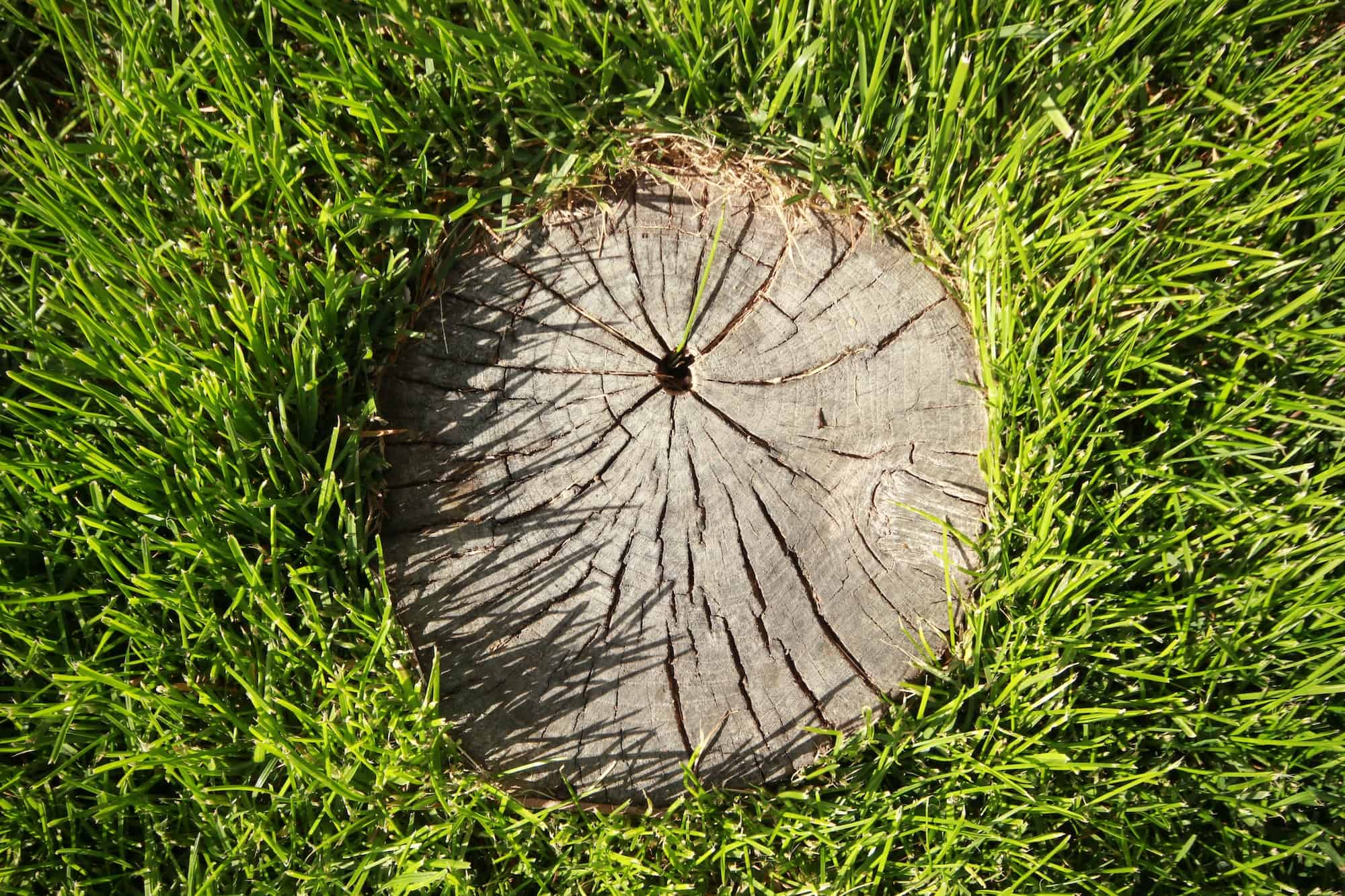 Tree stump on the green grass