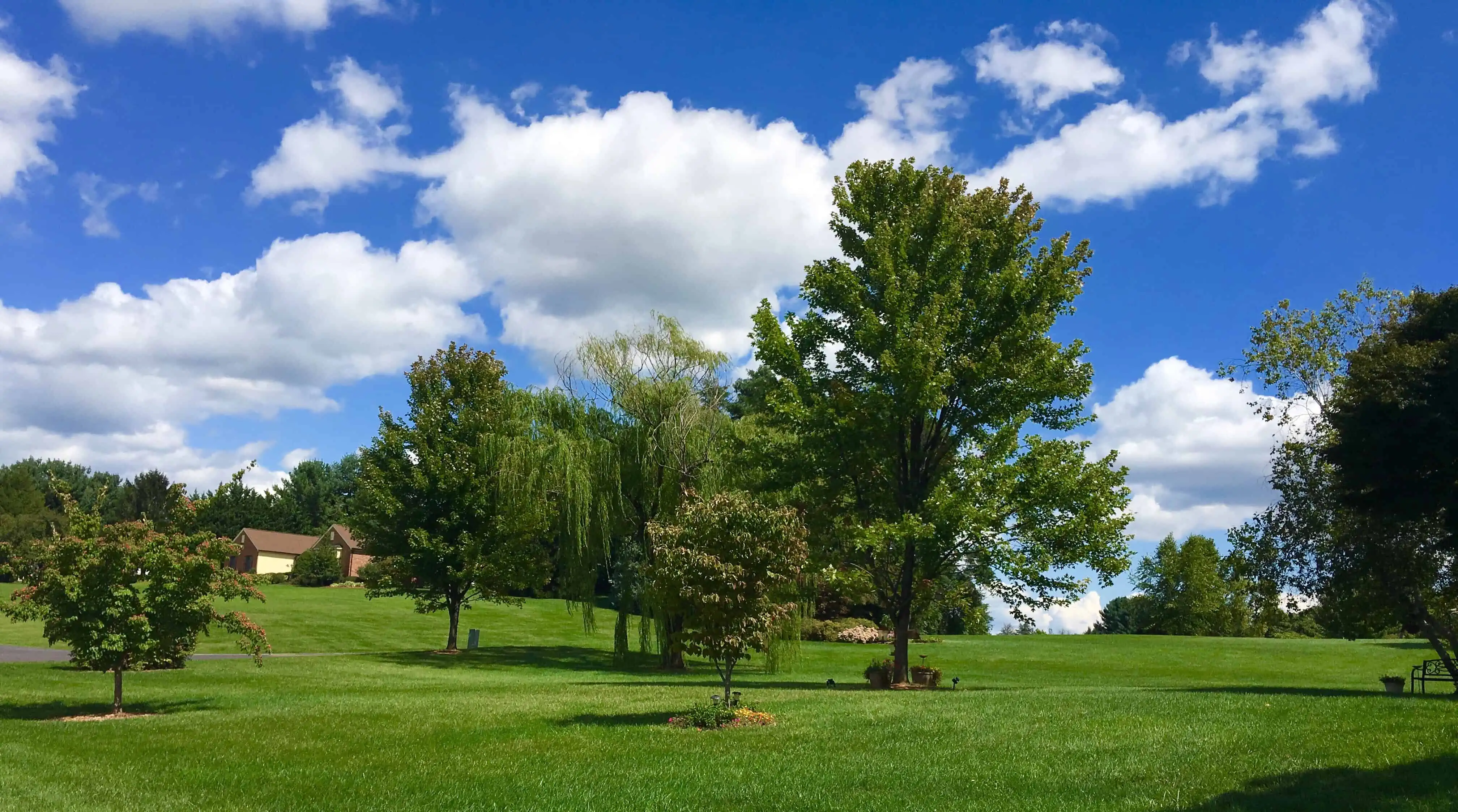 Beautiful yard with trees and gorgeous blue sky with clouds